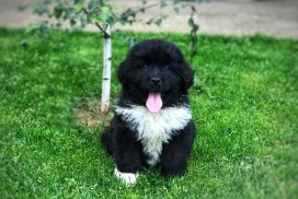 newfoundland puppies for sale