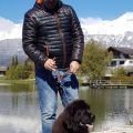 Newfoundland puppies for sale