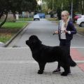Newfoundland dog