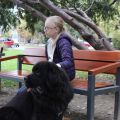 Newfoundland dog