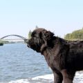 Newfoudnland dog