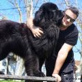 Newfoundland dog