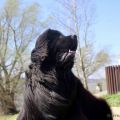 Newfoundland dog