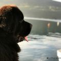 Newfoundland dog