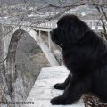 Newfoundland dog
