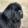 Newfoundland dog