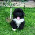 newfoundland puppies for sale