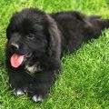 newfoundland puppies for sale