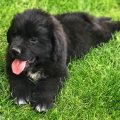 newfoundland puppies for sale