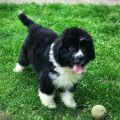 newfoundland puppies for sale