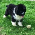 newfoundland puppies for sale