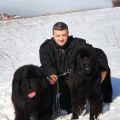 NEWFOUNDLAND DOG