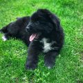 newfoundland puppies for sale