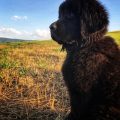 newfoundland puppies for sale