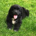 newfoundland puppies for sale