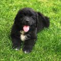 newfoundland puppies for sale
