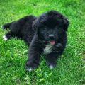 newfoundland puppies for sale