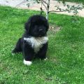 newfoundland puppies for sale
