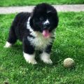 newfoundland puppies for sale