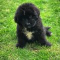 newfoundland puppies for sale