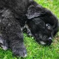 newfoundland puppies for sale