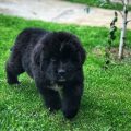 newfoundland puppies for sale
