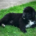 newfoundland puppies for sale