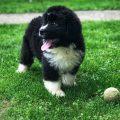 newfoundland puppies for sale