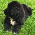 newfoundland puppies for sale