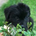 newfoundland puppies for sale