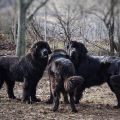NEWFOUNDLAND DOG