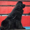 NEWFOUNDLAND DOG