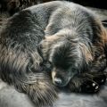 newfoundland dog