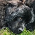 newfoundland dog