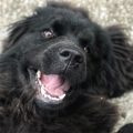 newfoudnland dog