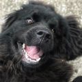 newfoudnland dog