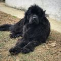 newfoundland dog