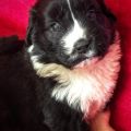 NEWFOUNDLAND PUPPIES FOR SALE