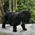 NEWFOUNDLAND PUPPIES FOR SALE