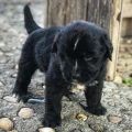 NEWFOUNDLAND PUPPIES FOR SALE