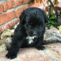 NEWFOUNDLAND PUPPIES FOR SALE