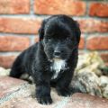 NEWFOUNDLAND PUPPIES FOR SALE