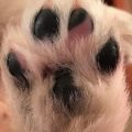 NEWFOUNDLAND PUPPIES FOR SALE