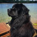 newfoundland dog