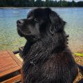 newfoundland dog