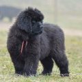 newfoundland dog