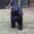newfoundland dog