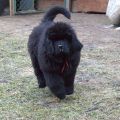 newfoundland dog