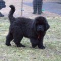newfoundland dog