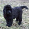 newfoundland dog